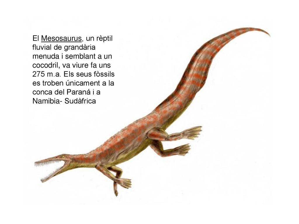 El Mesosaurus, un rèptil fluvial de grandària menuda i semblant a un cocodril, va viure fa uns 275 m.a.