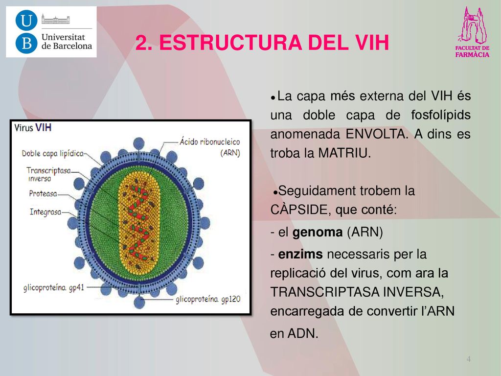 2. ESTRUCTURA DEL VIH ●Seguidament trobem la CÀPSIDE, que conté: