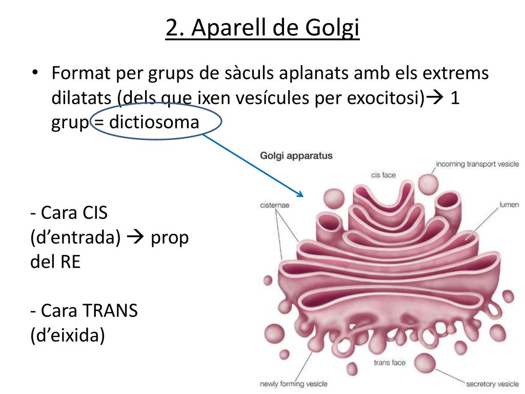2. Aparell de Golgi Format per grups de sàculs aplanats amb els extrems dilatats (dels que ixen vesícules per exocitosi) 1 grup = dictiosoma.