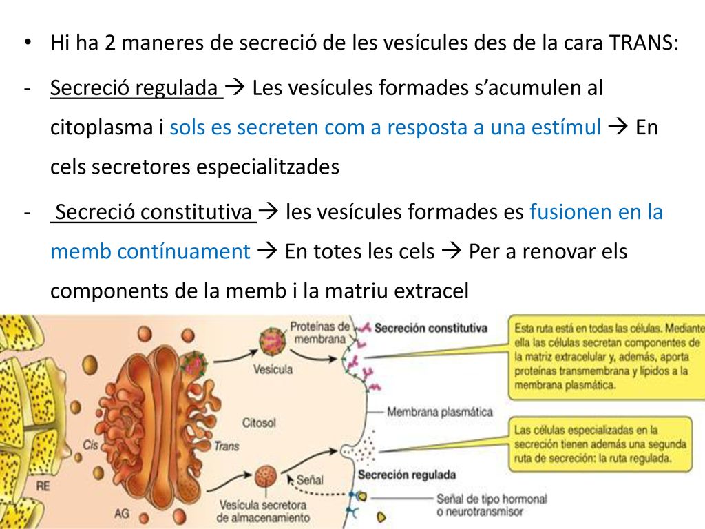 Hi ha 2 maneres de secreció de les vesícules des de la cara TRANS: