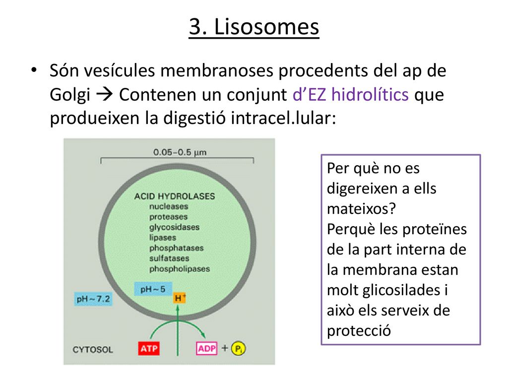 3. Lisosomes Són vesícules membranoses procedents del ap de Golgi  Contenen un conjunt d’EZ hidrolítics que produeixen la digestió intracel.lular: