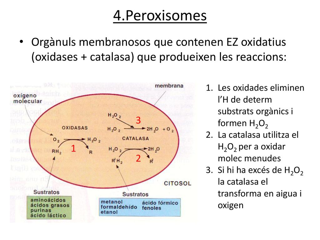 4.Peroxisomes Orgànuls membranosos que contenen EZ oxidatius (oxidases + catalasa) que produeixen les reaccions:
