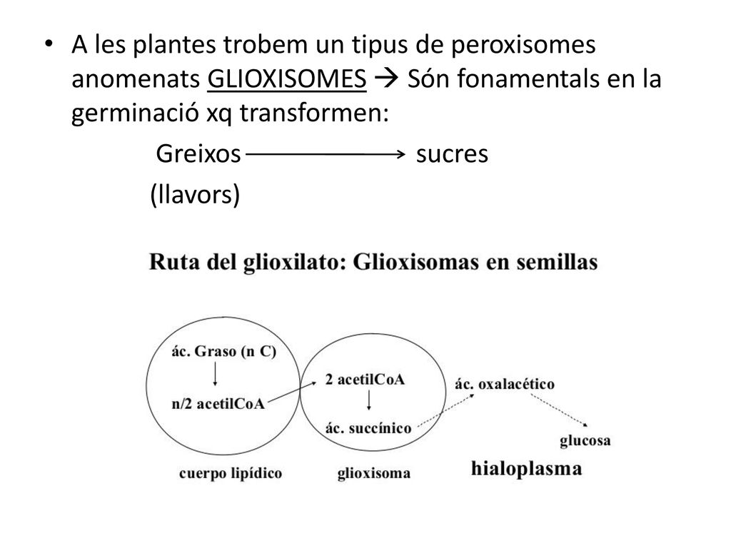 A les plantes trobem un tipus de peroxisomes anomenats GLIOXISOMES  Són fonamentals en la germinació xq transformen: