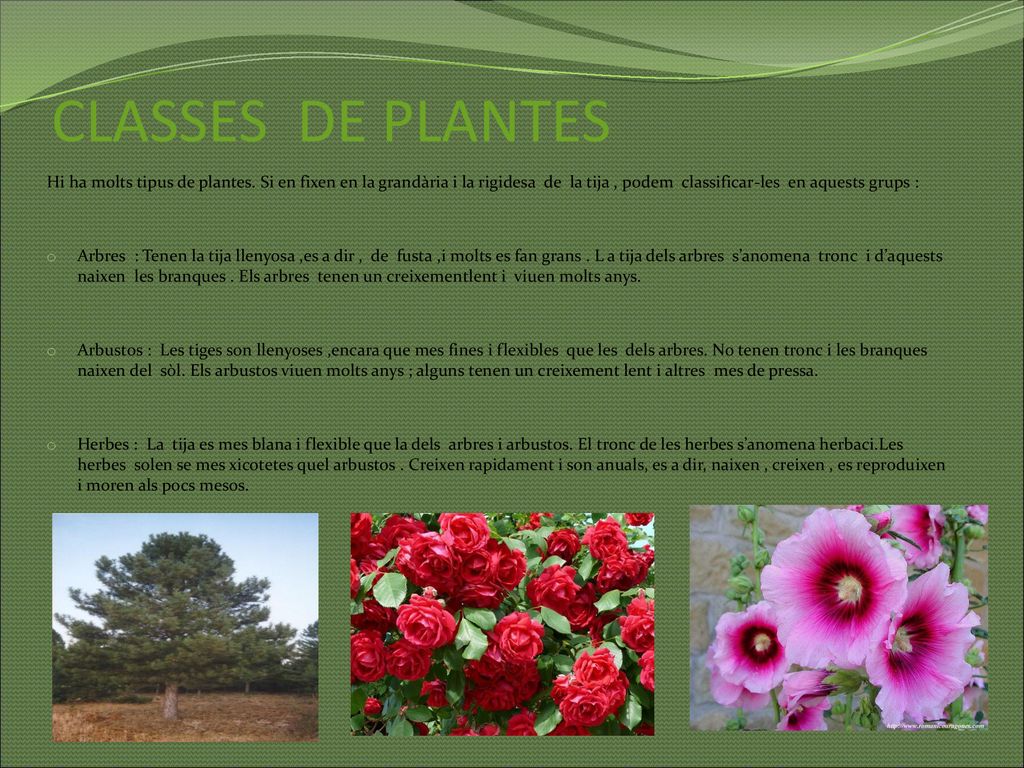 CLASSES DE PLANTES Hi ha molts tipus de plantes. Si en fixen en la grandària i la rigidesa de la tija , podem classificar-les en aquests grups :