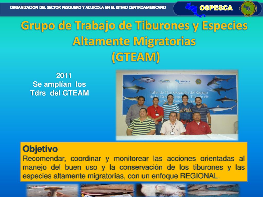 Grupo de Trabajo de Tiburones y Especies Altamente Migratorias