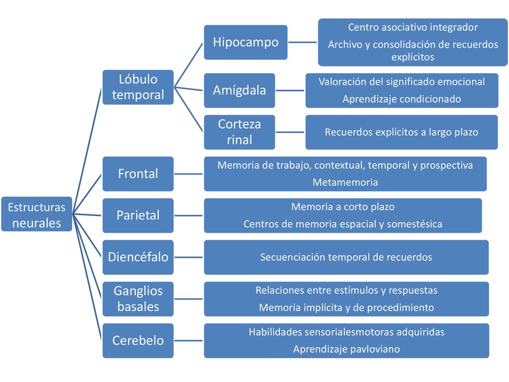 Hipocampo Lóbulo temporal Amígdala Corteza rinal Frontal Parietal