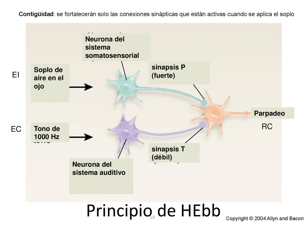 Principio de HEbb EI RC EC Neurona del sistema somatosensorial