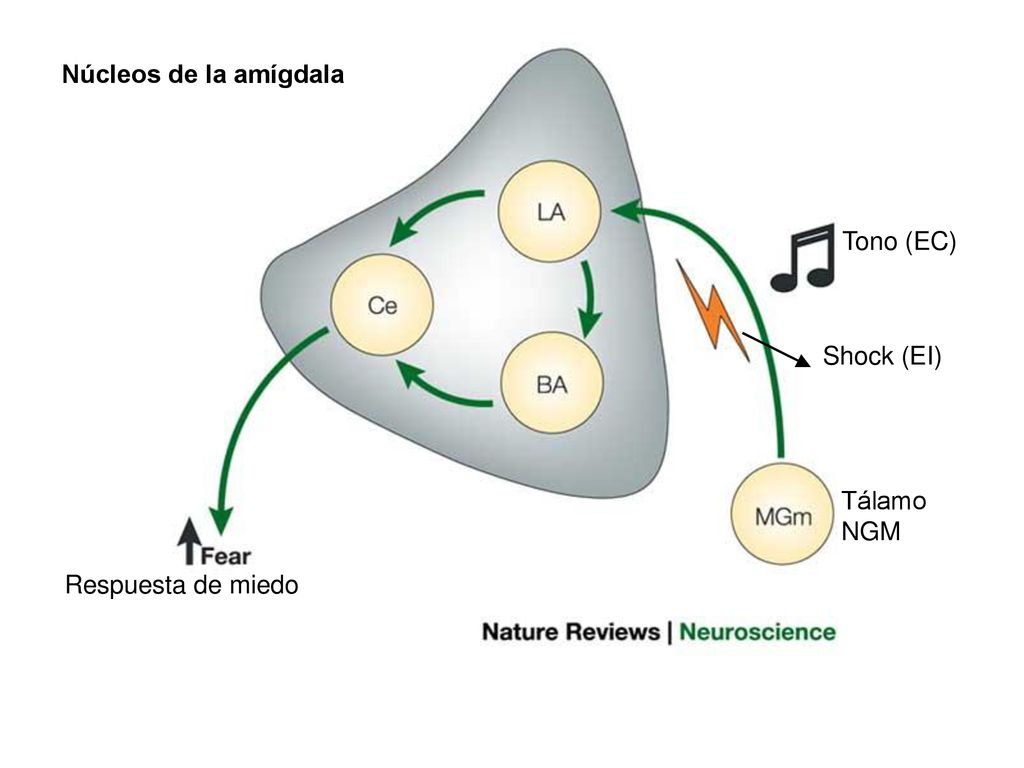 Núcleos de la amígdala Tono (EC) Shock (EI) Tálamo NGM