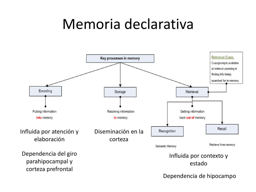 Memoria declarativa Influida por atención y elaboración