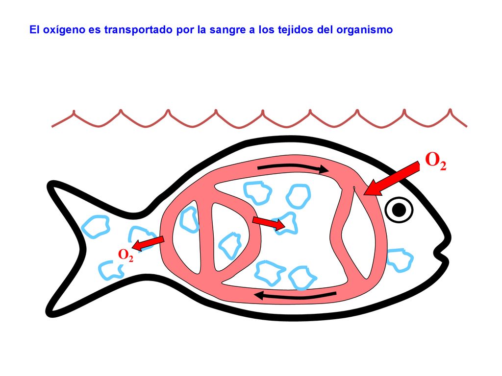 El oxígeno es transportado por la sangre a los tejidos del organismo
