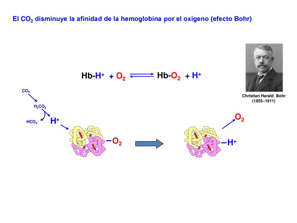Hb-H+ + O2 Hb-O2 + H+ O2 H+ O2 H+
