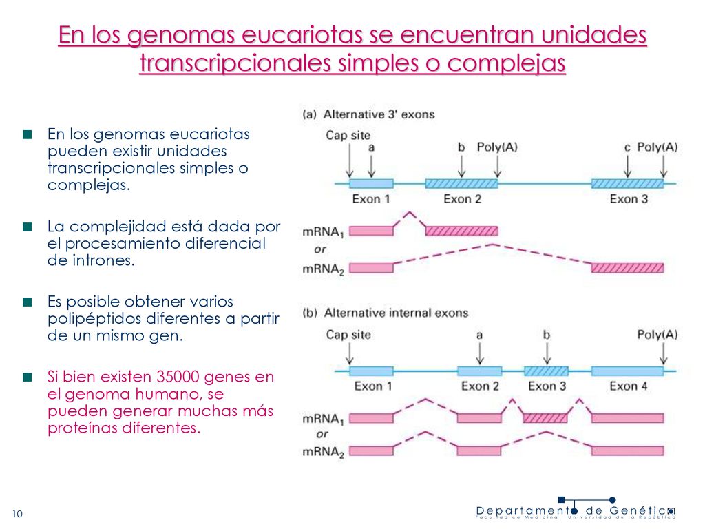 En los genomas eucariotas se encuentran unidades transcripcionales simples o complejas