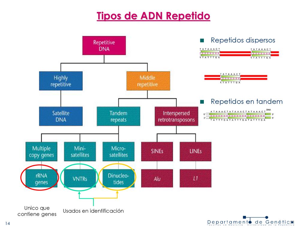 Tipos de ADN Repetido Repetidos dispersos Repetidos en tandem