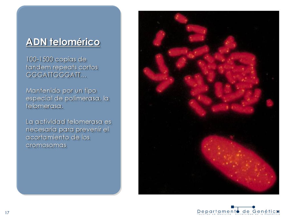 ADN telomérico copias de tandem repeats cortos GGGATTGGGATT… Mantenido por un tipo especial de polimerasa, la telomerasa.