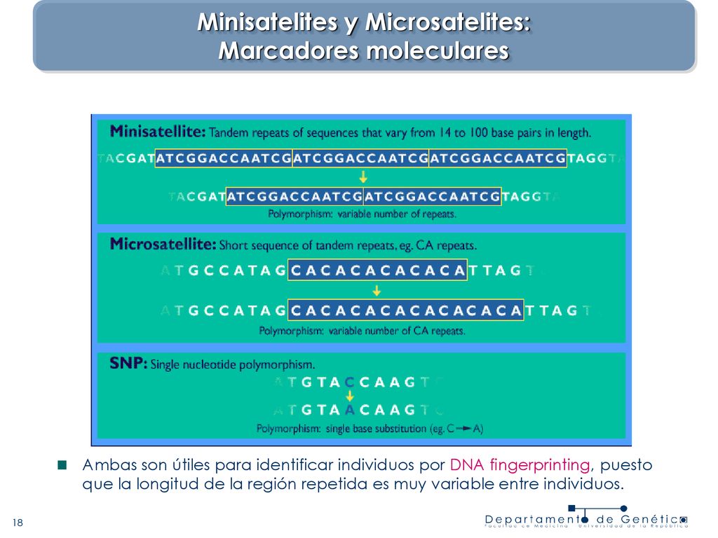 Minisatelites y Microsatelites: Marcadores moleculares