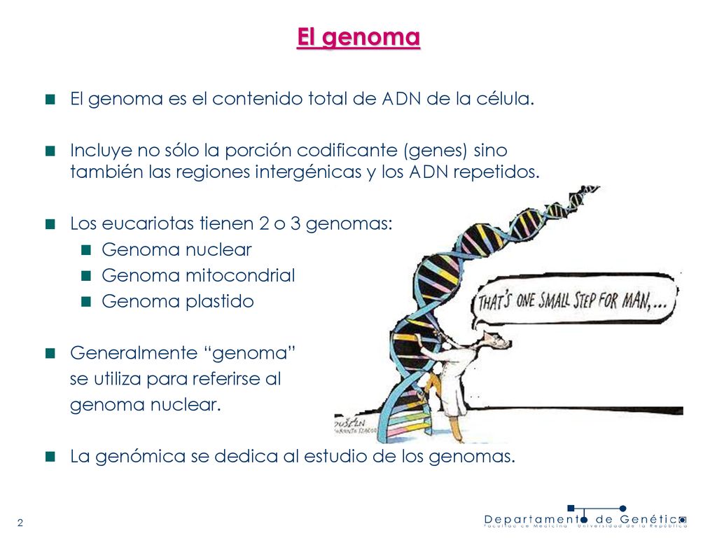 El genoma El genoma es el contenido total de ADN de la célula.