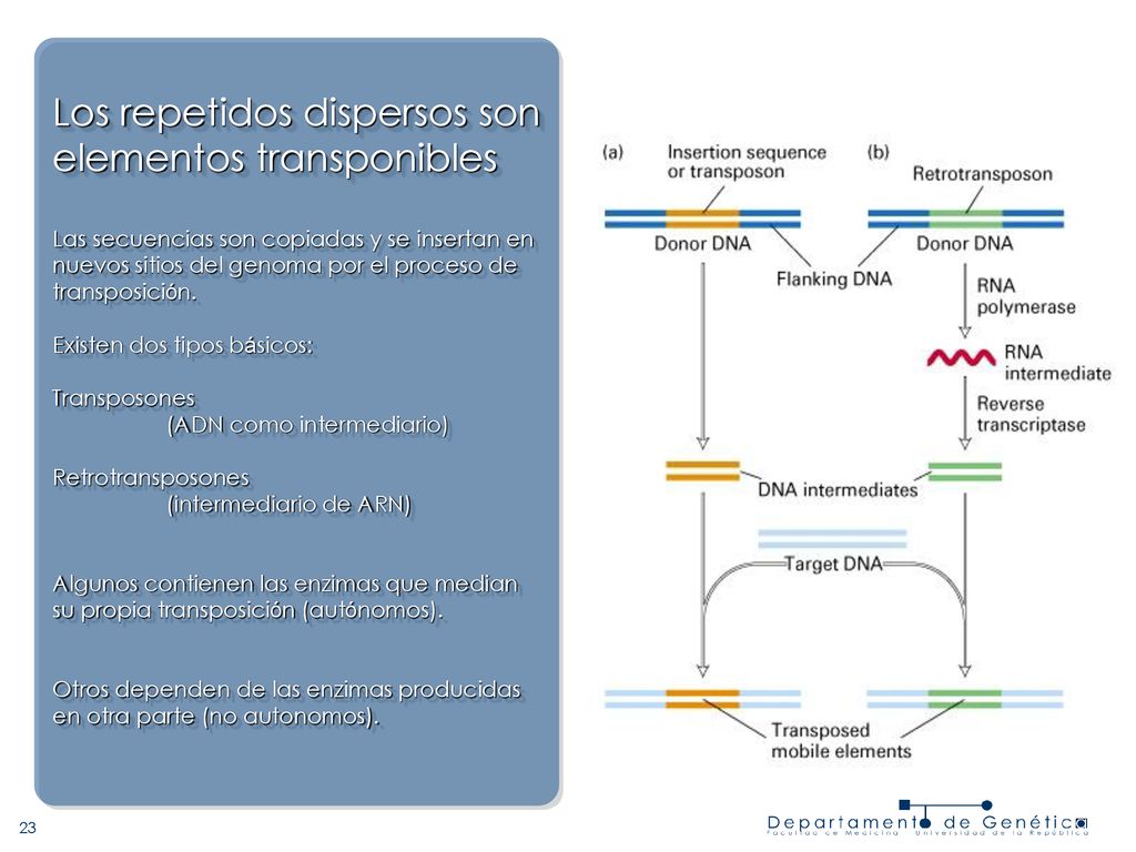 Los repetidos dispersos son elementos transponibles Las secuencias son copiadas y se insertan en nuevos sitios del genoma por el proceso de transposición.