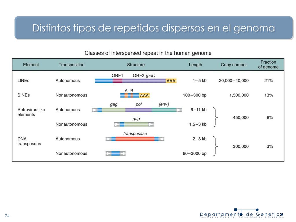 Distintos tipos de repetidos dispersos en el genoma