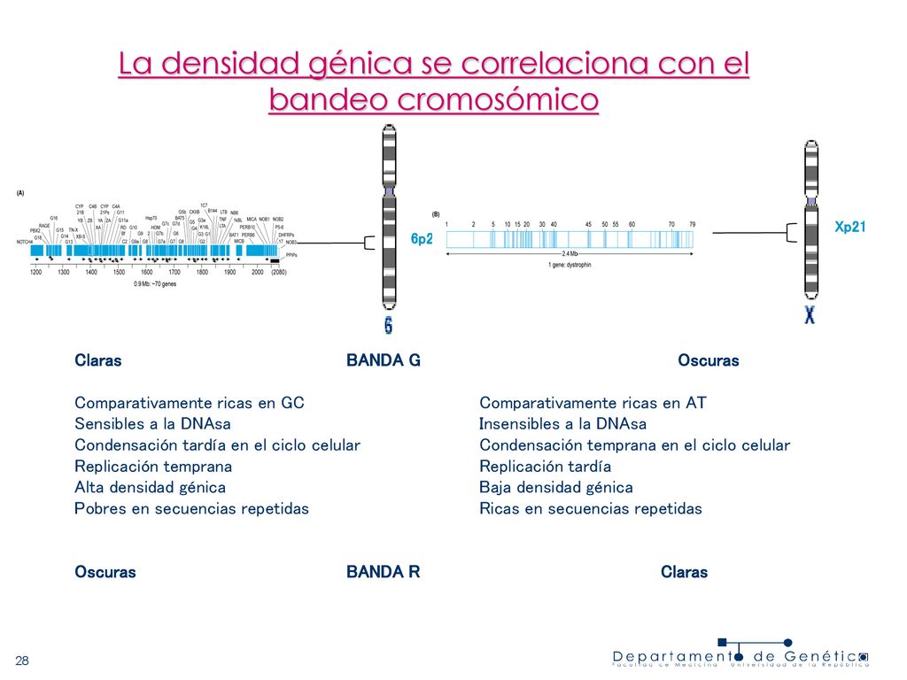 La densidad génica se correlaciona con el bandeo cromosómico