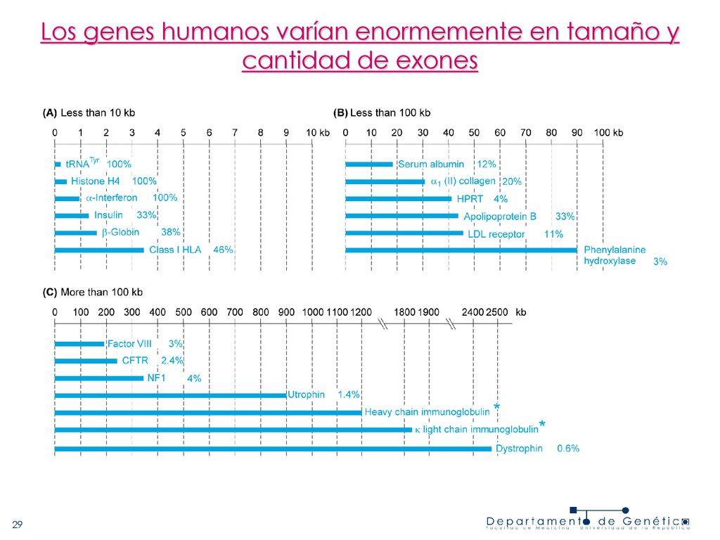 Los genes humanos varían enormemente en tamaño y cantidad de exones