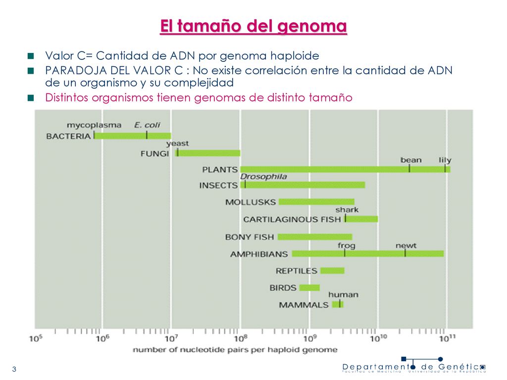 El tamaño del genoma Valor C= Cantidad de ADN por genoma haploide