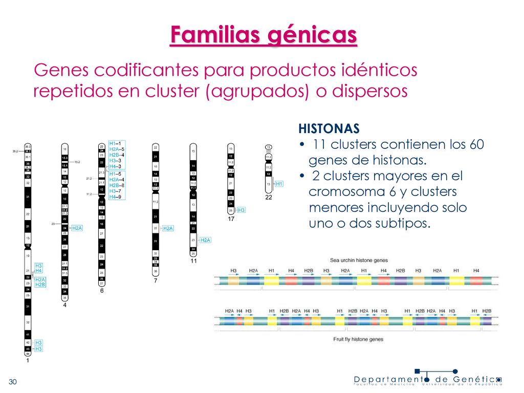 Familias génicas Genes codificantes para productos idénticos