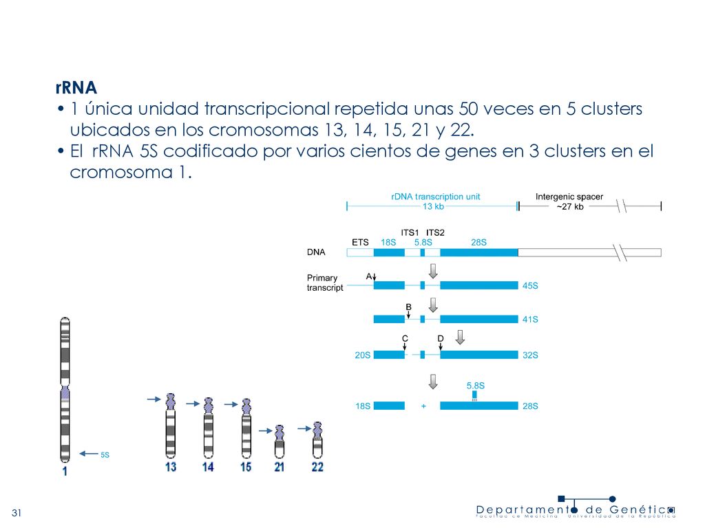 rRNA 1 única unidad transcripcional repetida unas 50 veces en 5 clusters ubicados en los cromosomas 13, 14, 15, 21 y 22.