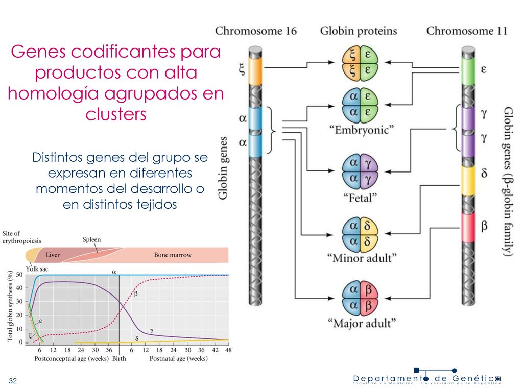 Genes codificantes para productos con alta homología agrupados en clusters