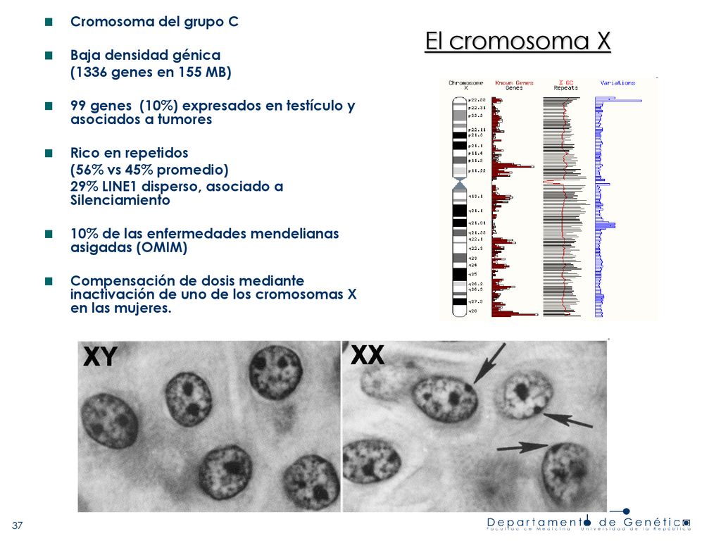 El cromosoma X Cromosoma del grupo C Baja densidad génica
