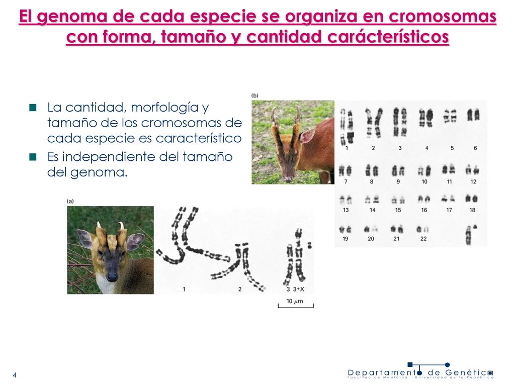 El genoma de cada especie se organiza en cromosomas con forma, tamaño y cantidad carácterísticos