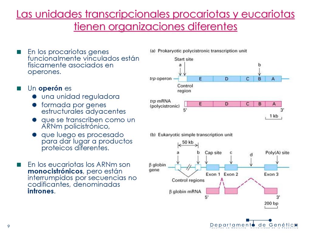 Las unidades transcripcionales procariotas y eucariotas tienen organizaciones diferentes