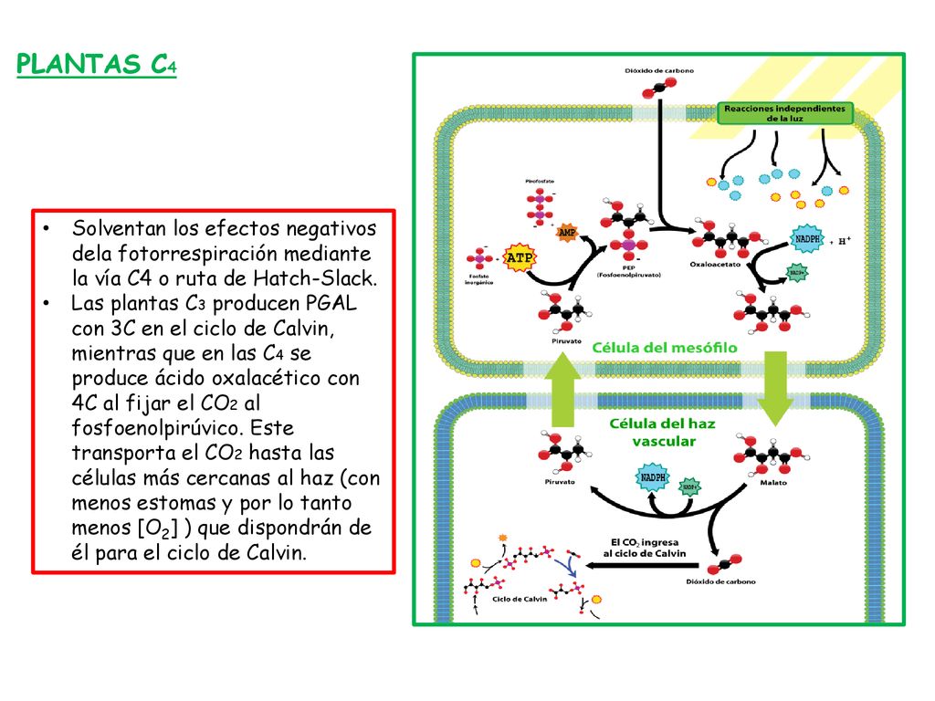 PLANTAS C4 Solventan los efectos negativos dela fotorrespiración mediante la vía C4 o ruta de Hatch-Slack.
