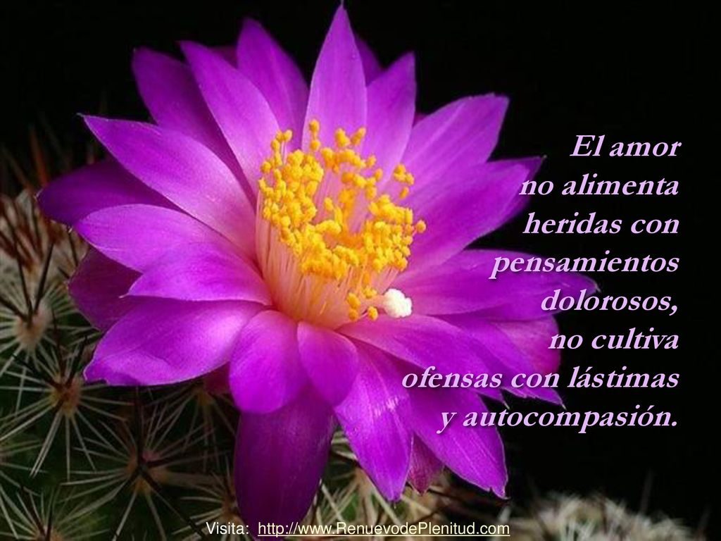 El amor no alimenta heridas con pensamientos dolorosos, no cultiva