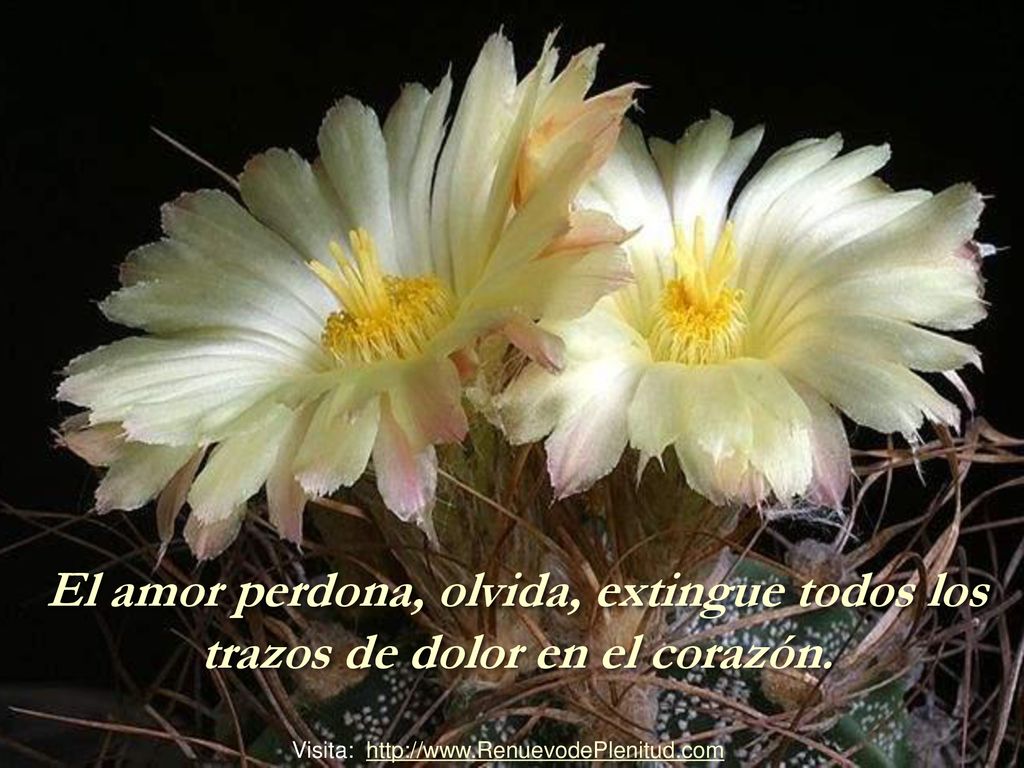 2 El amor perdona, olvida, extingue todos los trazos de dolor en el corazón.