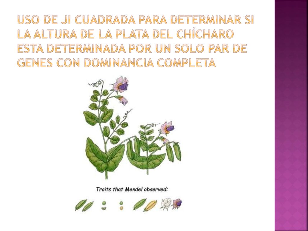 Uso de ji cuadrada para determinar si la altura de la plata del chícharo esta determinada por un solo par de genes con dominancia completa