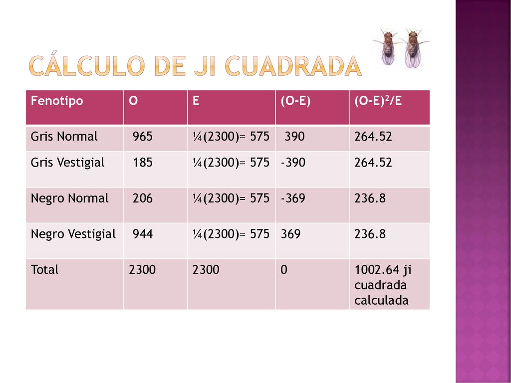 Cálculo de ji cuadrada Fenotipo O E (O-E) (O-E)2/E Gris Normal 965