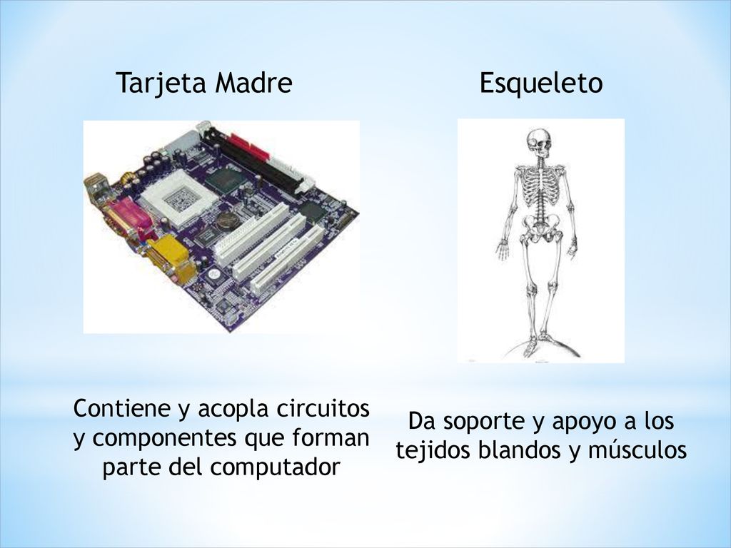Da soporte y apoyo a los tejidos blandos y músculos