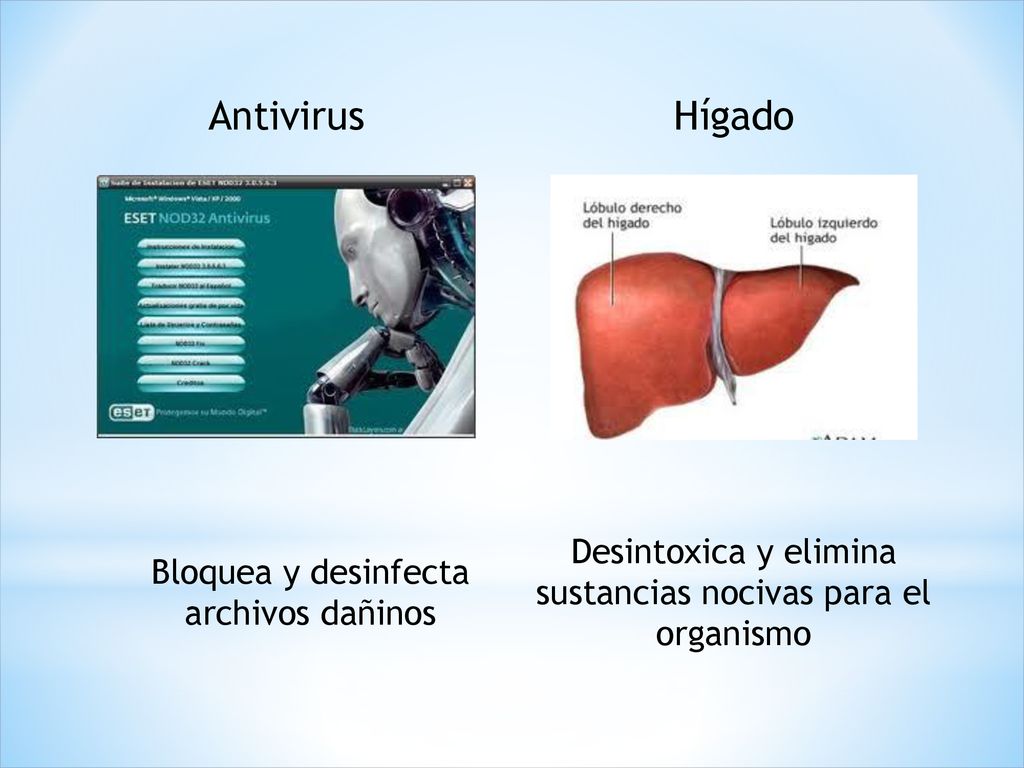 Antivirus Hígado. Desintoxica y elimina sustancias nocivas para el organismo.