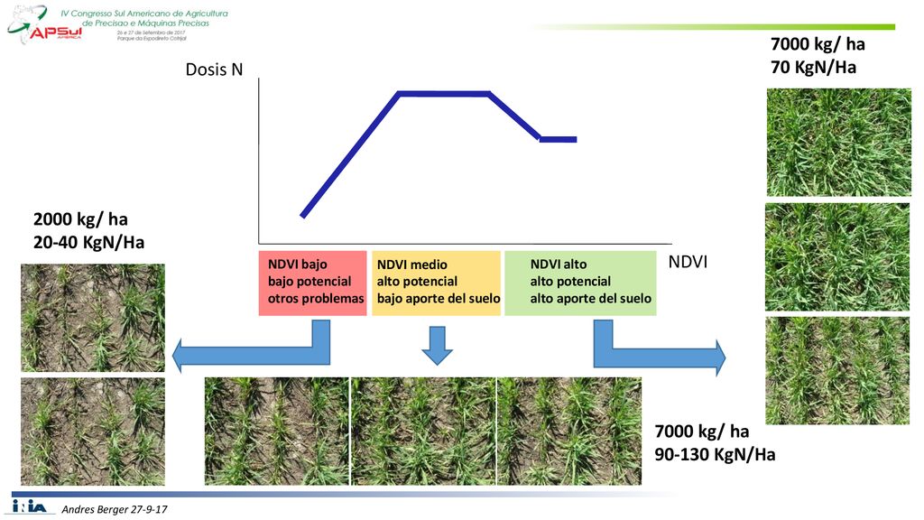 7000 kg/ ha 70 KgN/Ha Dosis N 2000 kg/ ha KgN/Ha NDVI