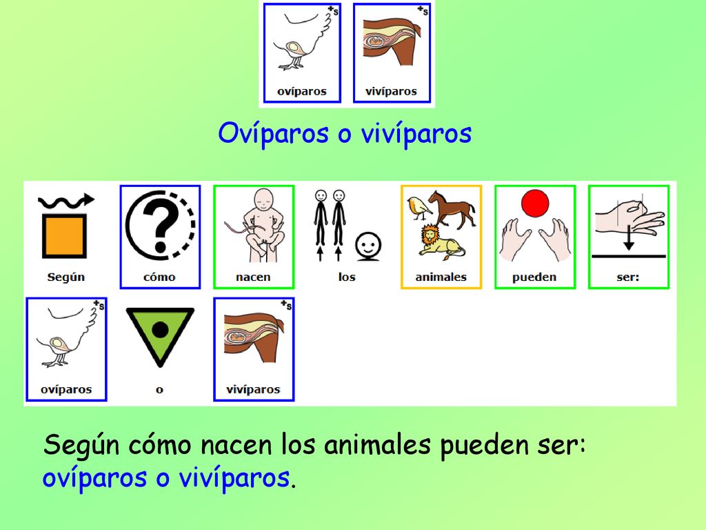 Ovíparos o vivíparos Según cómo nacen los animales pueden ser: ovíparos o vivíparos.