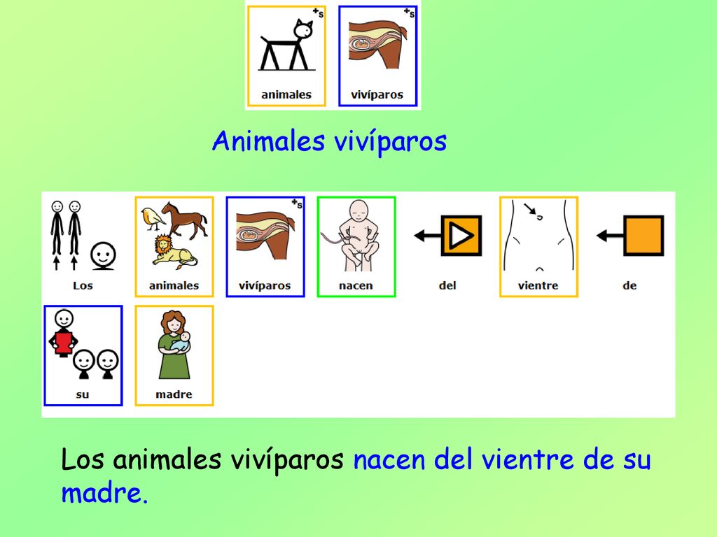 Animales vivíparos Los animales vivíparos nacen del vientre de su madre.