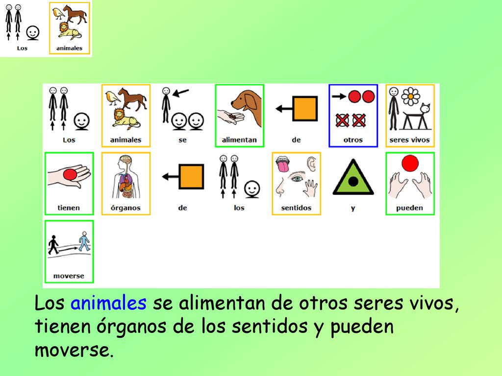Los animales se alimentan de otros seres vivos, tienen órganos de los sentidos y pueden moverse.