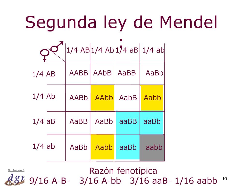 Segunda ley de Mendel : Razón fenotípica