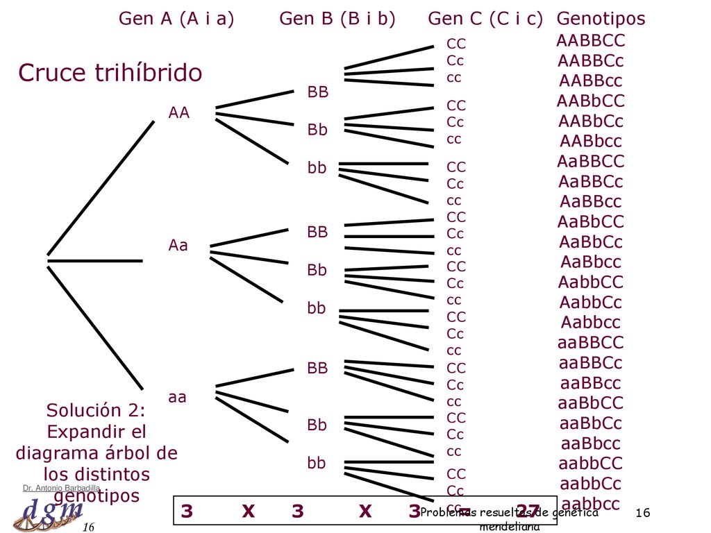 Cruce trihíbrido Gen A (A i a) Gen B (B i b) Gen C (C i c) Genotipos