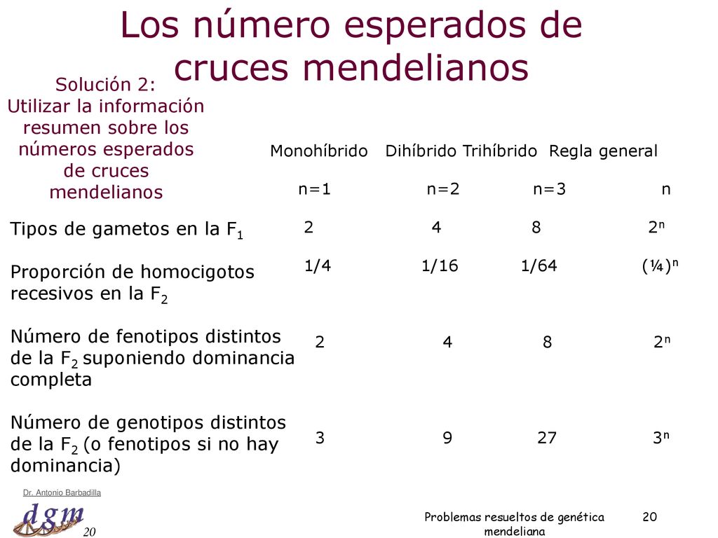 Los número esperados de cruces mendelianos