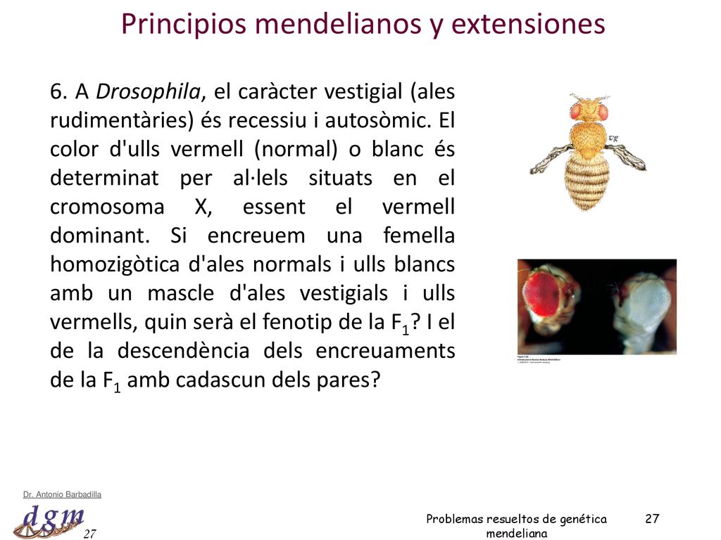 Principios mendelianos y extensiones