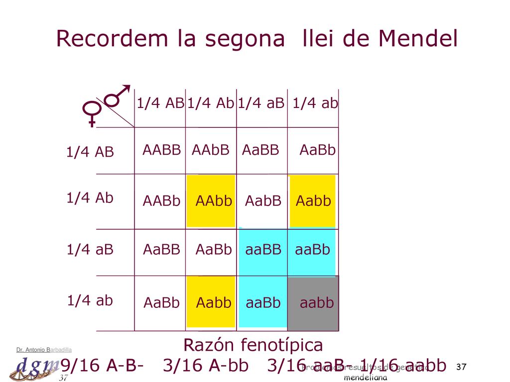 Recordem la segona llei de Mendel