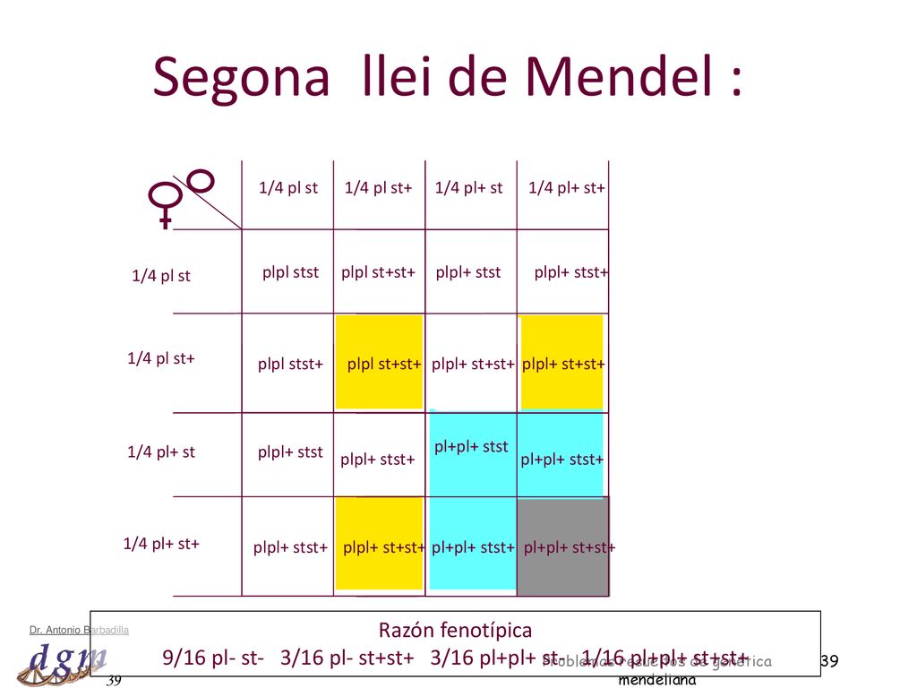 Segona llei de Mendel : Razón fenotípica