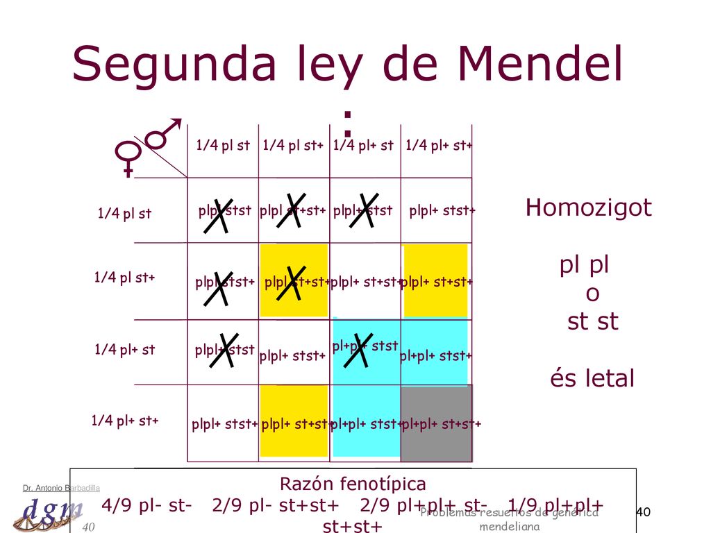 Segunda ley de Mendel : Homozigot pl pl o st st és letal