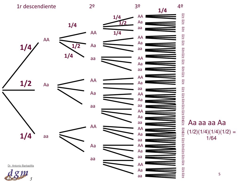 1/4 1/2 Aa aa aa Aa 1/4 1r descendiente 2º 3º 4º 1/4 1/4 1/2 1/4 1/4